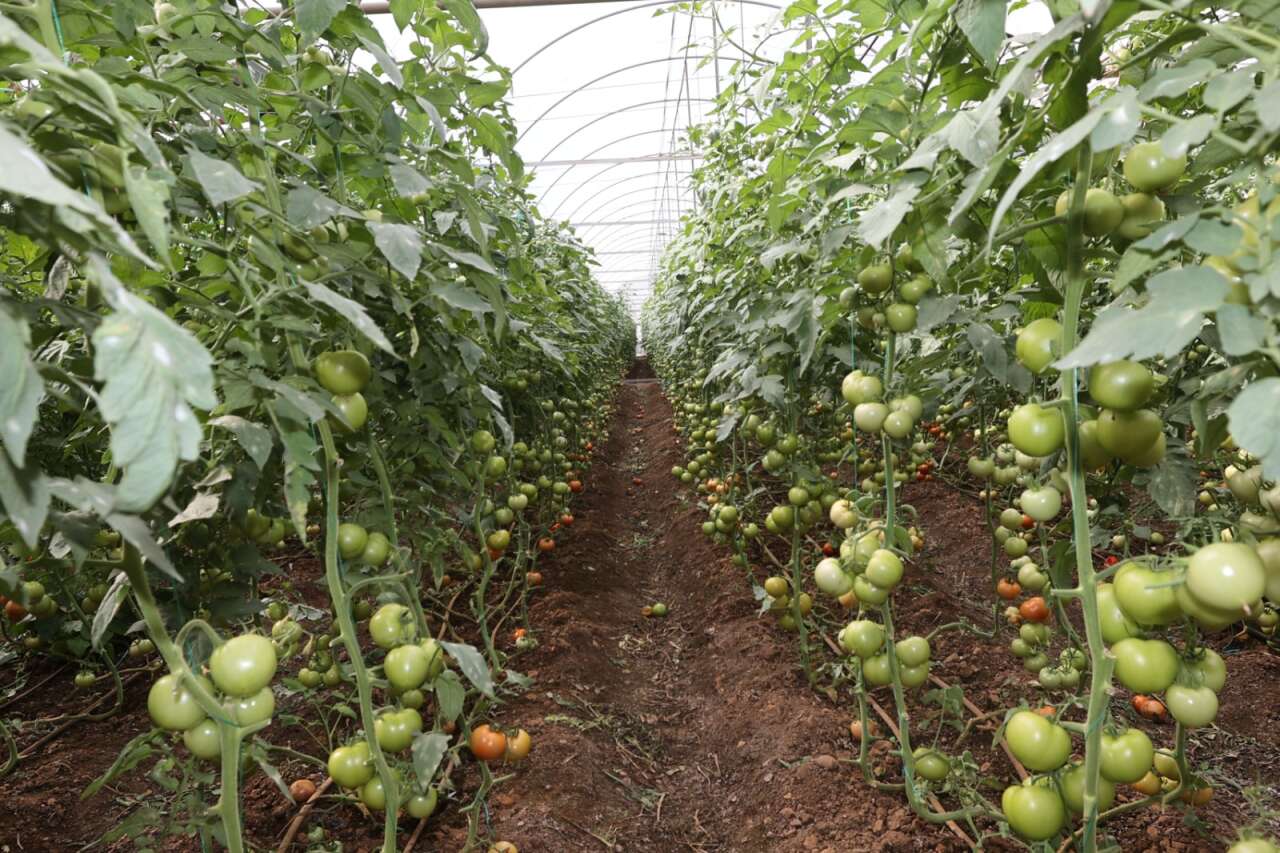 Muğla Büyükşehir’den Sel Mağduru Çiftçiye Destek Eli 3